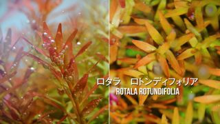 Thumbnail of post image 087